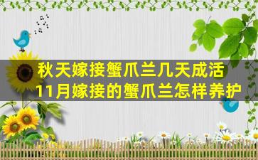 秋天嫁接蟹爪兰几天成活 11月嫁接的蟹爪兰怎样养护